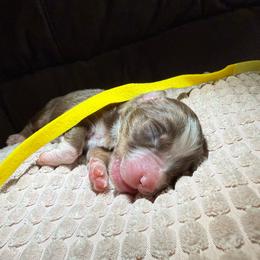 Huck - Red & white male Miniature Australian Shepherd puppy in Tucson, Arizona from Soqui Ortiz Cattle Ranch