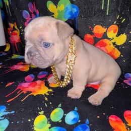 Future Legend - Blue fawn male French Bulldog puppy in Fort Wayne, Indiana from Jack & Ruby’s Frenchies