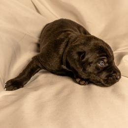 Black Collar - Black male Labrador Retriever puppy in Lebanon, Oregon from Table Rock Retrievers