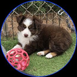 Dusk - male Toy Australian Shepherd puppy in Snowflake, Arizona from Halfpint Aussies