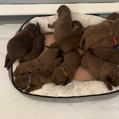 Chesapeake Bay Retriever Puppies from Whispering Oak Chesapeakes