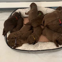 Chesapeake Bay Retriever Puppies from Whispering Oak Chesapeakes