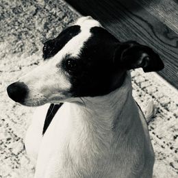 Izzy - Italian Greyhound