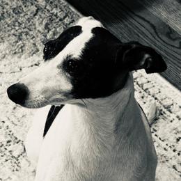 Izzy - Italian Greyhound