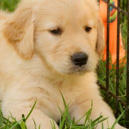 Golden Retriever Puppies from Huntleigh Goldens