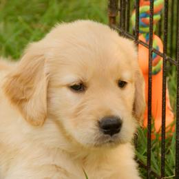 Golden Retriever Puppies from Huntleigh Goldens
