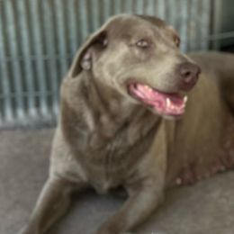 June - Dilute Retriever