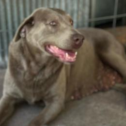 June - Dilute Retriever