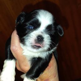 Rollie - Black and white male Shih Tzu puppy in Palmyra, New York from Karen's Tzus of Palmyra-Macedon