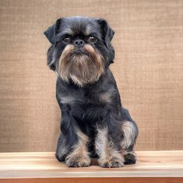 Kuzya - Brussels Griffon