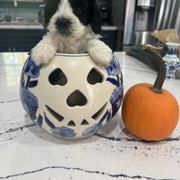 Abbey - Black and chalk female Australian Labradoodle puppy in East Granby, Connecticut from All-Spice Australian Labradoodles