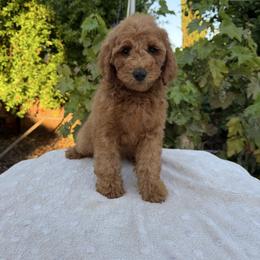 Orange - Red  female Goldendoodle puppy in Citrus Heights, California from Tanya's Goldendoodles