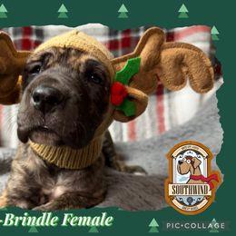 Uno - Brindle female Great Dane puppy in White City, Kansas from Southwind Great Danes