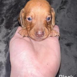 Black collar boy - Red male Dachshund puppy in Campbell, Texas from Blooming Grace Homestead