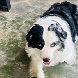 Pisces - Miniature Australian Shepherd