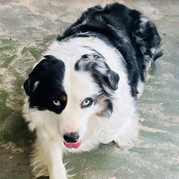 Pisces - Miniature Australian Shepherd