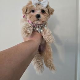J-Hope - Apricot female Maltipoo puppy in Washington from Mt.BakerPoodles&Doodles