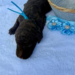 Tampa - Brown female Poodle puppy in Lakeland, Florida from Gulfside Poodles