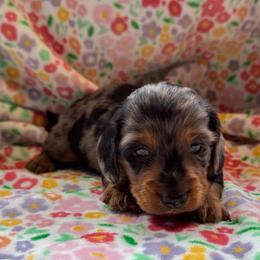 Boy 2 - Dapple male Dachshund puppy in Andalusia, Alabama from Sweet Home Alabama Dachshunds