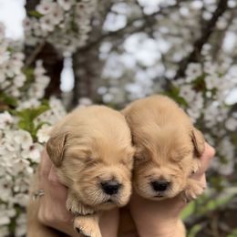 Golden Retriever Puppies from Sound Golden Retrievers
