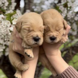 Golden Retriever Puppies from Sound Golden Retrievers