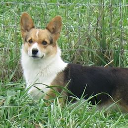 Dazzle - Pembroke Welsh Corgi