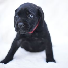 Bella - Black brindle female Cane Corso puppy in Kent, Washington from Grande Kennels