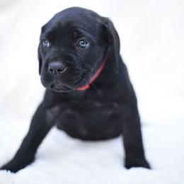 Bella - Black brindle female Cane Corso puppy in Kent, Washington from Grande Kennels