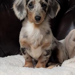 Girl 1 - Dapple female Dachshund puppy in Fultonville, New York from Sandy Aussies & Pomeranians