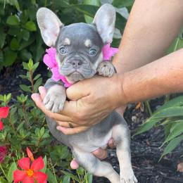 Rayne - Liver female French Bulldog puppy in Palm Coast, Florida from Calypso Island French Bulldogs
