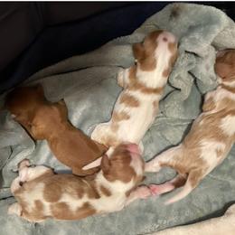 Cavalier King Charles Spaniel puppies from STARGAZER CAVALIERS