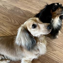 Dachshunds from Desert Sunset Dachshunds