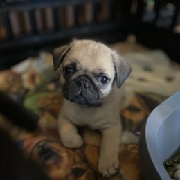 Pug Puppies from Cupid’s Pugs