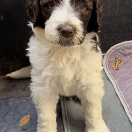 Sharon - female Newfypoo puppy in San Antonio, Texas from Mammoth Doodles