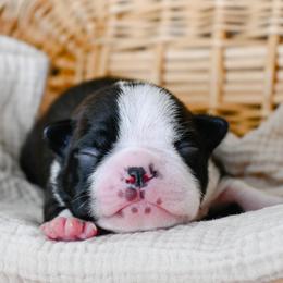 Taj - Black and white male Boston Terrier puppy in Plymouth, New Hampshire from Punk Kennels