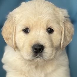 Golden Retrievers from Purebred Golden Paws