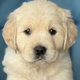 Golden Retrievers from Purebred Golden Paws