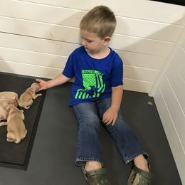 Golden Retriever and Labrador Retriever All Grown Up from Mulberry Retrievers