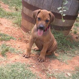 Chili - Red wheaten female Rhodesian Ridgeback puppy in Carney, Oklahoma from River Run Parson Russell terriers & River Run Ridgebacks