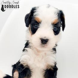 Corinne - Tri-color female Bernedoodle puppy in Tipton, Indiana from Country Creek Doodles