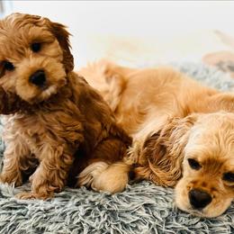 Cockapoo Puppies from Lulu's Cockapoos