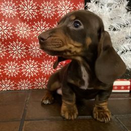 Dachshund Puppies from Lakeview Dachshunds
