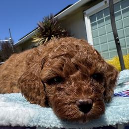 Goldendoodle Puppies from Anna Liu