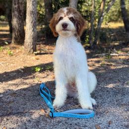 Mocha - Kindergarten Trained - Brown and white male Bernedoodle puppy in Youngstown, Florida from Wonderland’s Boujie Kennels