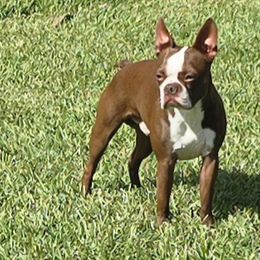 Max - Boston Terrier