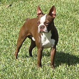 Max - Boston Terrier