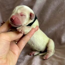 Rubble - Light golden male Golden Retriever puppy in Oregon from Bliss Retrievers