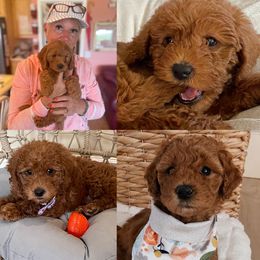 Labradoodle puppies from Old Macs Doodles