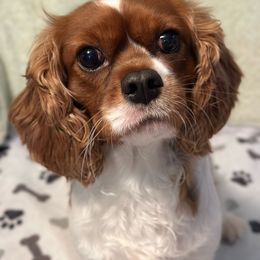 Naomi - Cavalier King Charles Spaniel