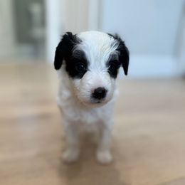 Chloe - Black and white female Bernedoodle puppy in Coventry, Rhode Island from Timber Trail Bernedoodles RI